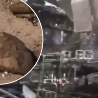 Доказів брехні окупантів достатньо: На відео з колонії в Оленівці не ті сліди, які міг би завдати удар HIMARS, - ISW