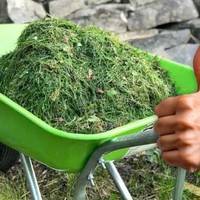 Не викидайте скошену траву! Ось як з її допомогою збільшити урожай овочів на своєму городі в кілька разів Не викидайте скошену траву! Ось як з її допомогою збільшити урожай овочів на своєму городі в кілька разів