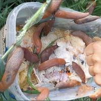 10 способів дати відсіч слимакам. Ще довго не будете їх бачити на своєму городі 10 способів дати відсіч слимакам. Ще довго не будете їх бачити на своєму городі