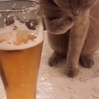 Мережу розвеселив пухнастик, що обожнює світле пиво з пінкою