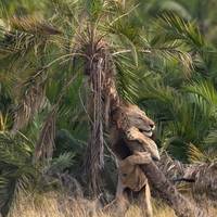 Фотограф сфотографував лева і це миле фото повинен побачити кожен