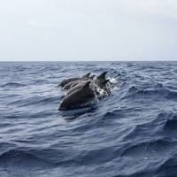 Дельфіни врятували чоловіка, який перебував у холодній воді більше 10 годин