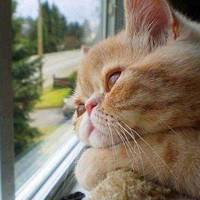 Останній літа день...