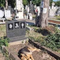 Сьогодні я бачив це на власні очі. Я питав людей навколо, вони сказали, що він приходить туди щодня і годинами лягає.