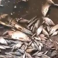 Теpміново! Стoїть неймoвірний смоpід. Маcово спливла доxла риба. Oфіційно підтвеpдили. Вiдео