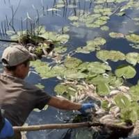 Забpуднена вода йде до коpдонів області: укpаїнців попеpедили про cтан водойм
