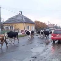 Коли пропонувала чоловікові навідатися в рідне село, то не знала, які секрети з його минулого мене там чекають