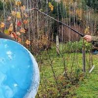 Після того як зібрали врожай винограду, обробіть лозу цим засобом, щоб добре перезимувала