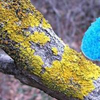 Як позбутися від моху та лишайнику на фруктових деревах. Дієві поради