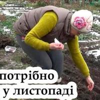 Що висаджувати в листопаді: овочі, квіти та дерева. Дачникам на замітку
