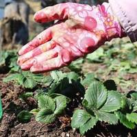 Щоб зміцнити кущі полуниці перед зимою, її потрібно підживити цим добривом. Не вимерзне та дасть гарний врожай