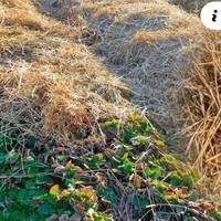 Коли та чим накривати полуницю, щоб гарно перезимувала. Корисні поради