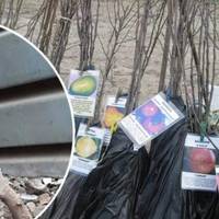 Коли купляєте саджанці, звертайте увагу на ці три речі, щоб добре прижилися та швидко росли