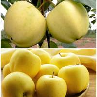 🍎🍏Ще один старий сорт, який я ніколи не викоріню.