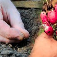 Редиска не лише весною: вирощуємо хрусткі коренеплоди зимою