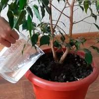 Зимовий догляд за фікусом: секрети натуральних добрив