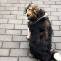 Український Хатіко, Який Другий Рік Чекає На АЗС На Свого Загиблого На Війні Господаря