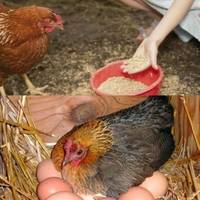 Якщо ВИ докинете до зерна кілька продуктів, то кури будуть нестися немов скажені. Рецепт дуже дієвий для осені…