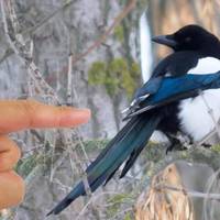 Що значить, коли сорока прилітає у ваш двір, та на що слід звернути увагу усім господарям