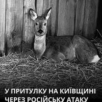 Сліпа козуля з притулку в Чубинському загинула після російської атаки.