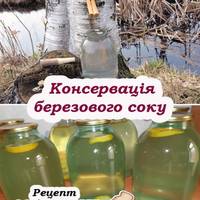 Три вдалі рецепти консервації березового соку на зиму. Встигніть запастися
