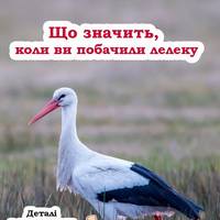 Що значить, коли ви побачили лелеку: на що потрібно звернути увагу та чого чекати