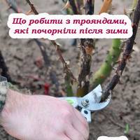 Що робити з трояндами, які почорніли після зими. Дієві поради, щоб не втратити цілий кущ