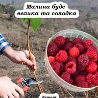 Малину буде нікуди дівати: що потрібно зробити весною, для гарного врожаю