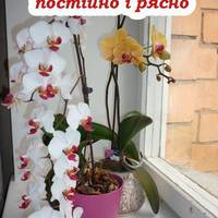 Щоб орхідея цвіла постійно і рясно, поливайте її цим розчином