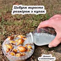Що потрібно зробити з сіянкаю перед посадкою, щоб виросла гарна та велика цибуля