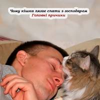Чому кішка лягає спати з господарем. Головні причини та на що звернути увагу