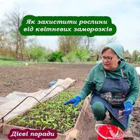 Як захистити рослини від квітневих заморозків. 5 дієвих порад