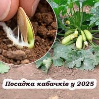 Сприятливі дні у квітні, для посадки кабачків у відкритий ґрунт. Беріть на замітку, щоб мати гарний врожай