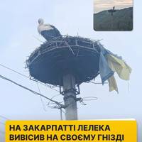 Навіть птах знає, де його серце 🕊🇺🇦