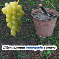 Не забудьте підгодувати виноград весною. Яке саме добриво вносити, для гарного врожаю