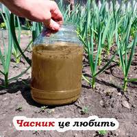 Часник виросте великим і не пожовтіє до серпня: ось чим полити його у квітні-травні