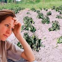 Картопля померзла: що потрібно робити, щоб відновилася