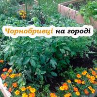 Чому мудрі дачники завжди садять чорнобривці на городі: 4 головні причини