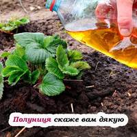 Підгодівля полуниці йодом. Всього кілька крапель здатні збільшити урожай в рази
