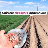 Коли висаджувати квасолю: ідеальний час для великого врожаю