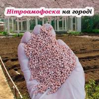 Головні правила застосування нітроамофоски в саду та на городі. Врожай буде кращим ніж у сусіда
