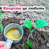 Качани зав’яжуться вже зовсім скоро: ось чим підживити капусту