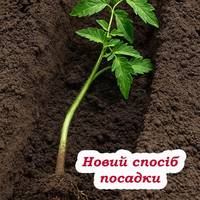 Моя сусідка все життя садила помідори не так. А потім випадково зробила одну річ — і тепер збирає відра врожаю
