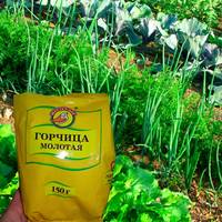 Для чого городники скуповують гірчичний порошок пачками, та як використовують
