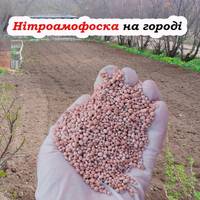 Як правильно використовувати нітроамофоску на городі: які рослини можна підживлювати нею, а які ні