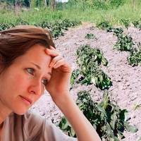 Картопля померзла: що потрібно робити, щоб відновилася