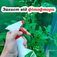 10 г + 1 склянка води = ідеальний засіб від фітофтори: як приготувати концентрат для помідорів
