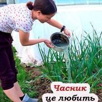 Чим підживити озимий часник у травні-червні, щоб головки були великі та міцні