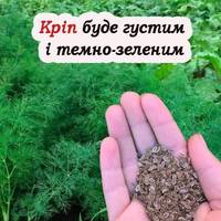 Що потрібно зробити, щоб мати густий та темно зелений кріп. Поради для городників