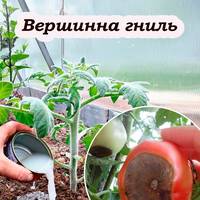 Щоб помідори не чіпала вершинна гниль, їх поливають цим розчином